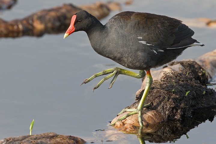 Teichhuhn Gallinula chloropus Moorhen